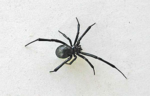 Black Widow Spider