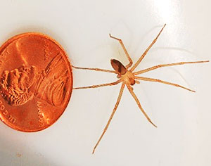 Brown Recluse Spider