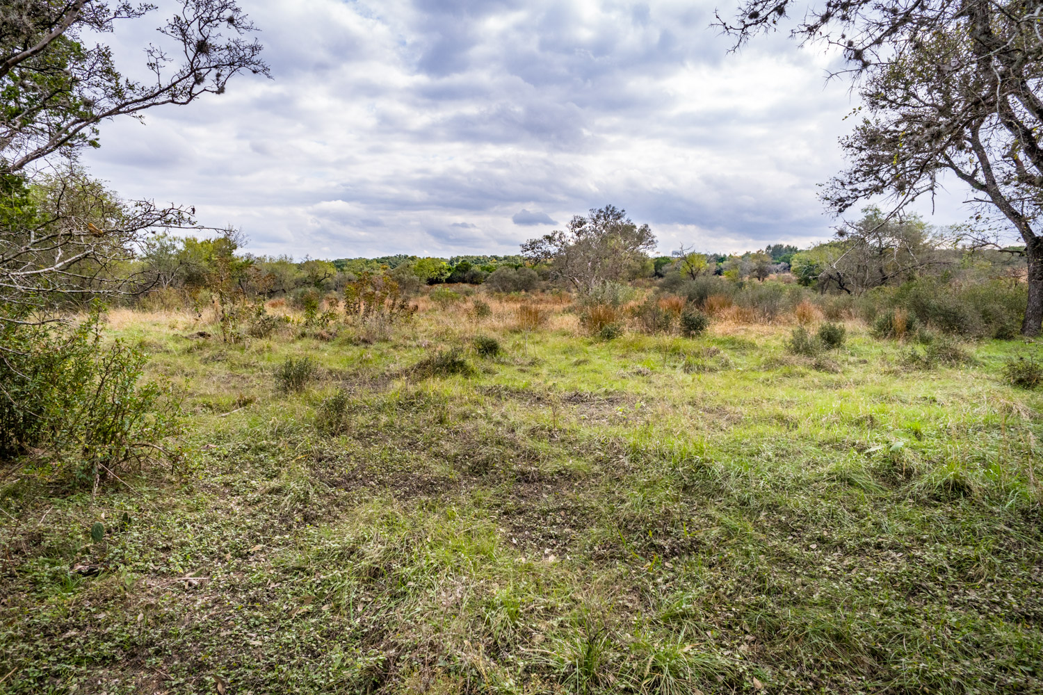 Savanna Grassland