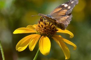 What are the butterflies seen around San Antonio recently?