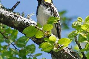 Golden-cheeked Warbler sighted!