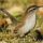 Bewick's Wren