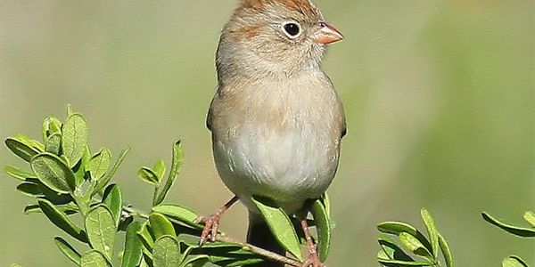 Field Sparrow