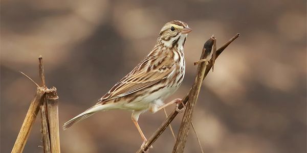 Savannah Sparrow
