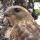 Red Shouldered Hawk