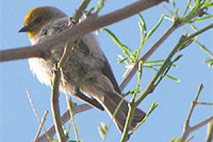 PHP West Savanna Offers Surprises to Bird Survey Group