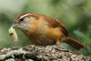 Birdwatching in Hardberger Park