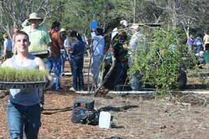 Returning to its roots: the restoration of grassland savanna
